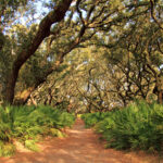 Cumberland Island National Seashore