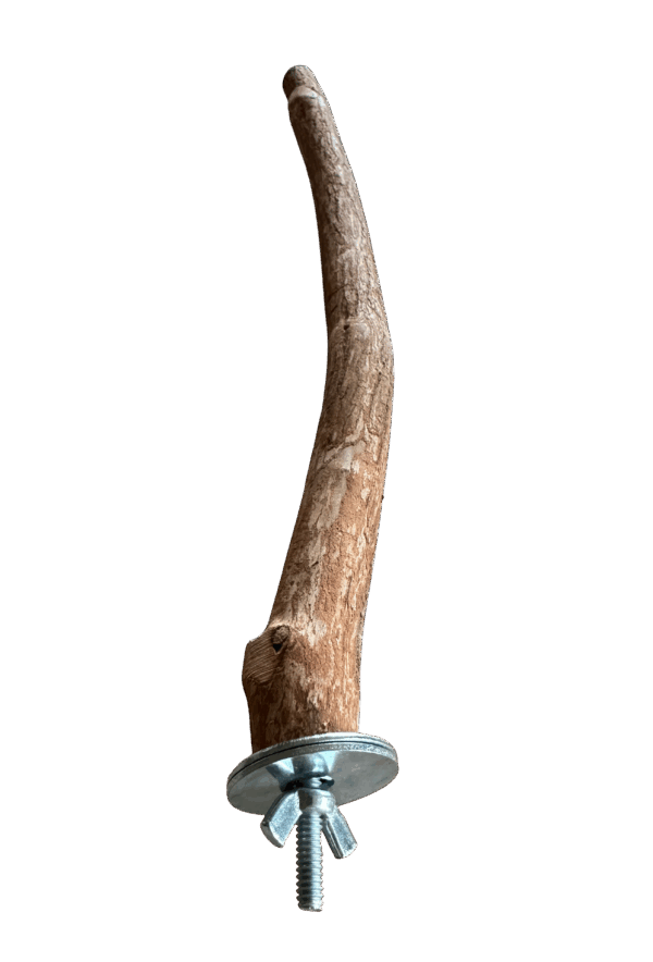 フロリダ産ドラゴンウッドを使用したオリジナル天然木バードパーチ。ユニークな質感と自然の風合いで、インコやオウムの足裏の健康をサポート。